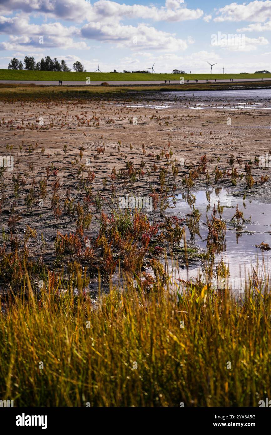 Norddeich , Frise orientale, Allemagne. Marais salants nouvellement créés. Habitat écologiquement précieux pour les animaux et les personnes. Réserve naturelle protégée Banque D'Images