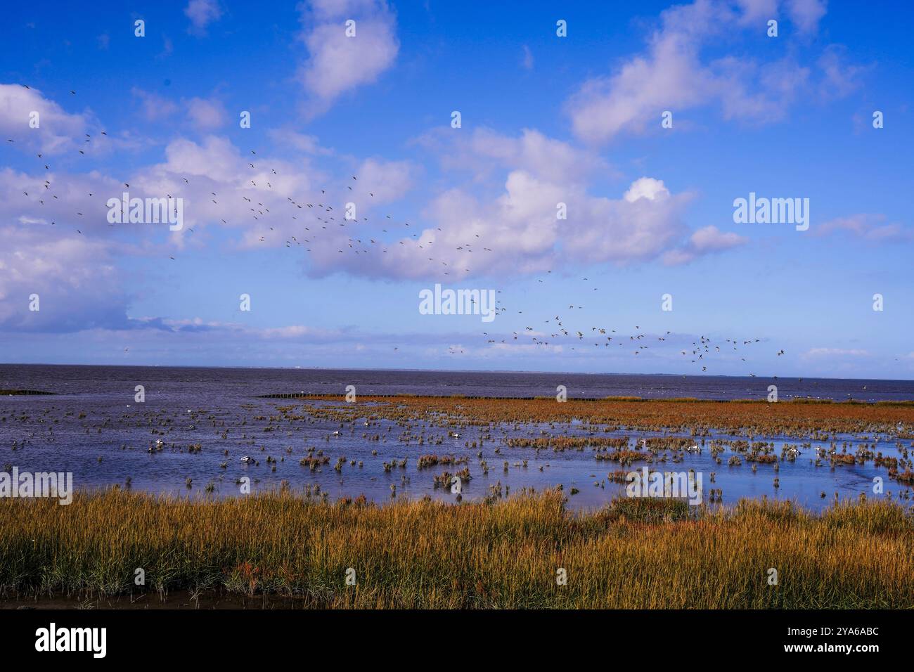 Norddeich , Frise orientale, Allemagne. Marais salants. Habitat écologiquement précieux pour les animaux et les personnes. Banque D'Images