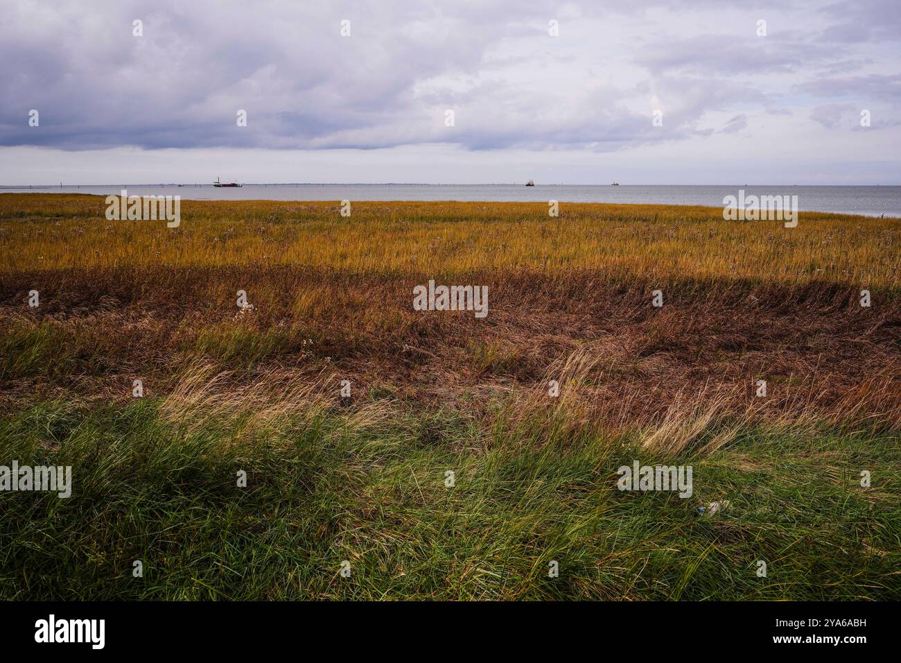 Norddeich, Frise orientale, Allemagne. Beau paysage dans le Parc National Bird Sanctuary sur la mer des Wadden à Norddeich. 8 octobre 2024 Banque D'Images