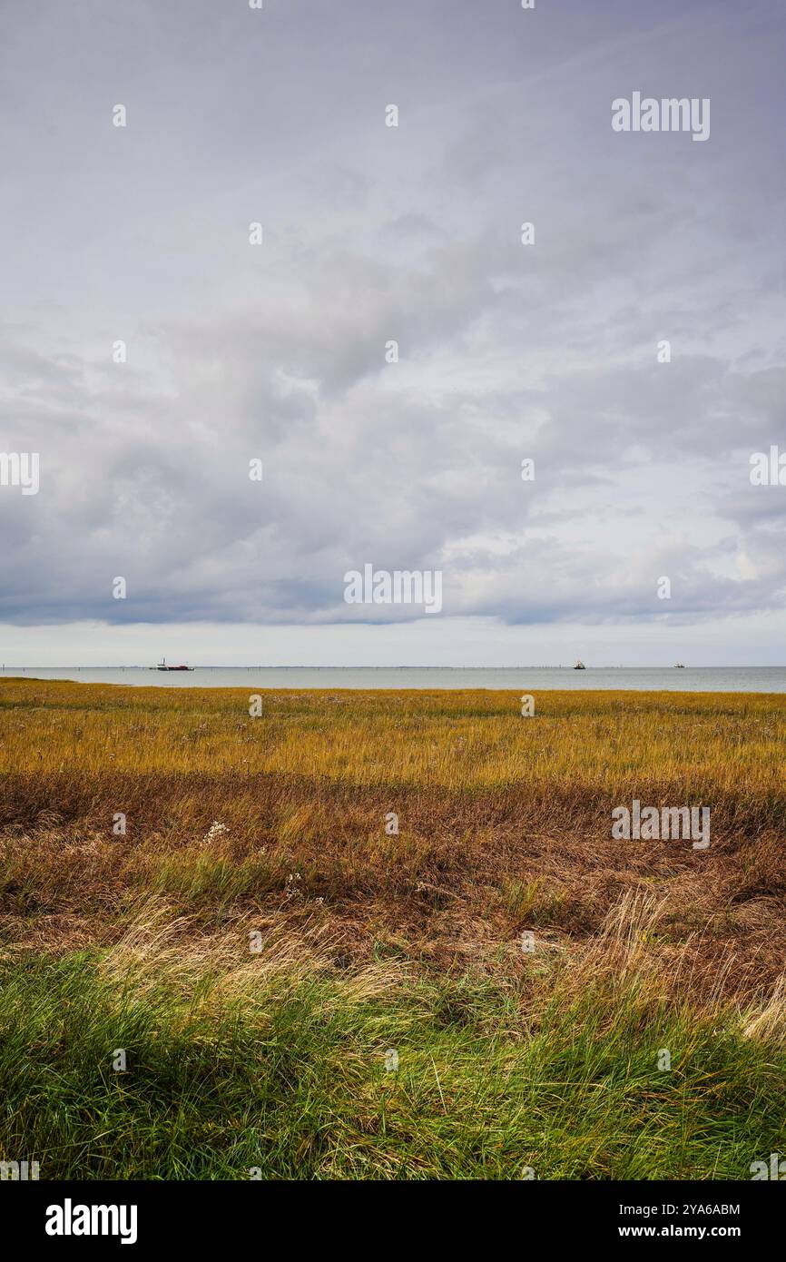 Norddeich, Frise orientale, Allemagne. Beau paysage dans le Parc National Bird Sanctuary sur la mer des Wadden à Norddeich. 8 octobre 2024 Banque D'Images