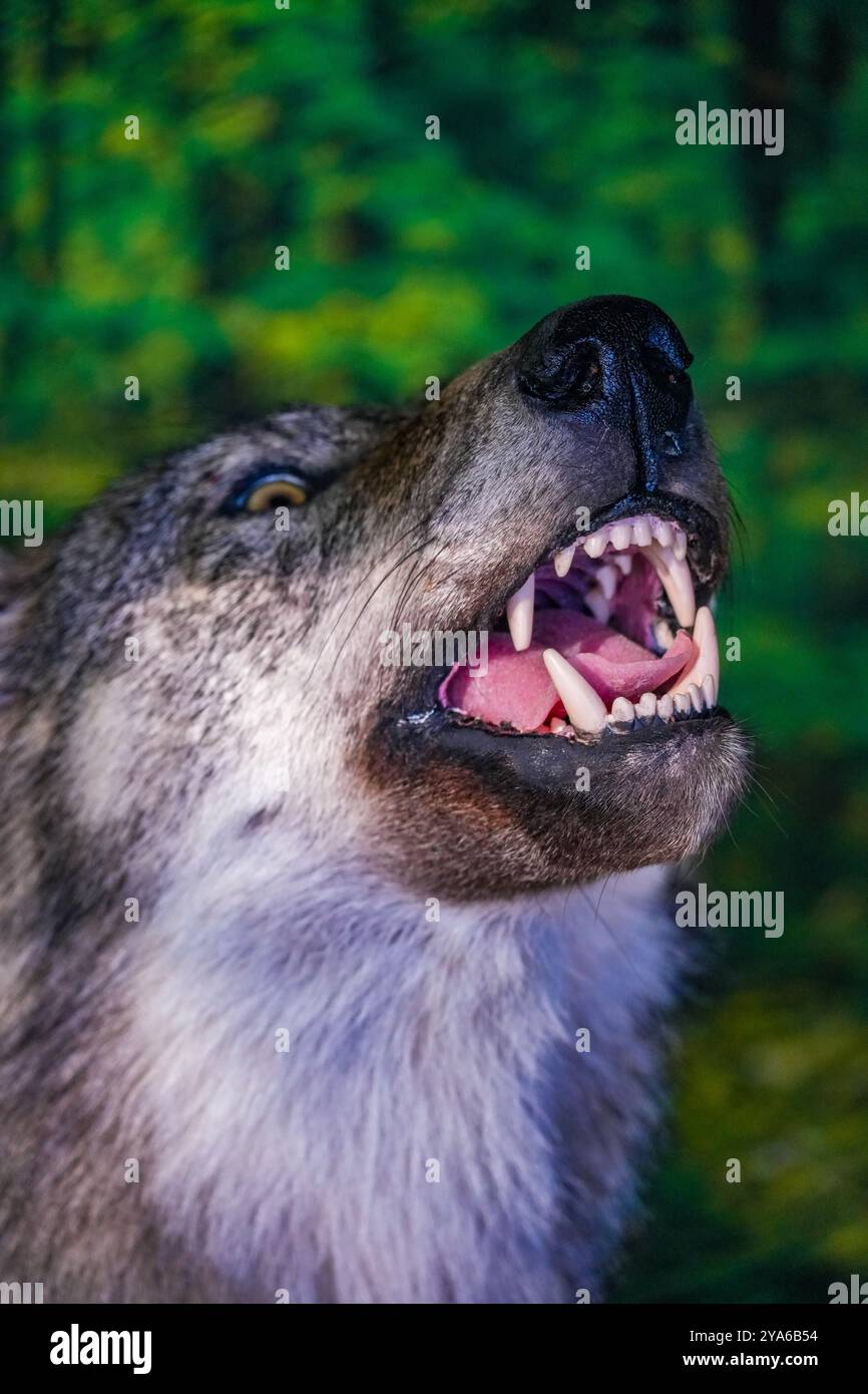 Tête d'un loup en peluche avec des dents menaçantes Banque D'Images