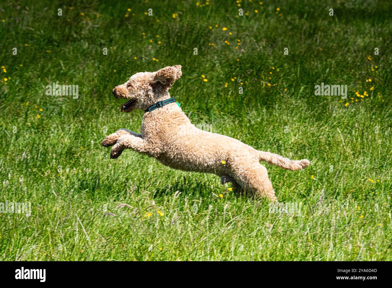 Chien jouant dans un champ herbeux Banque D'Images