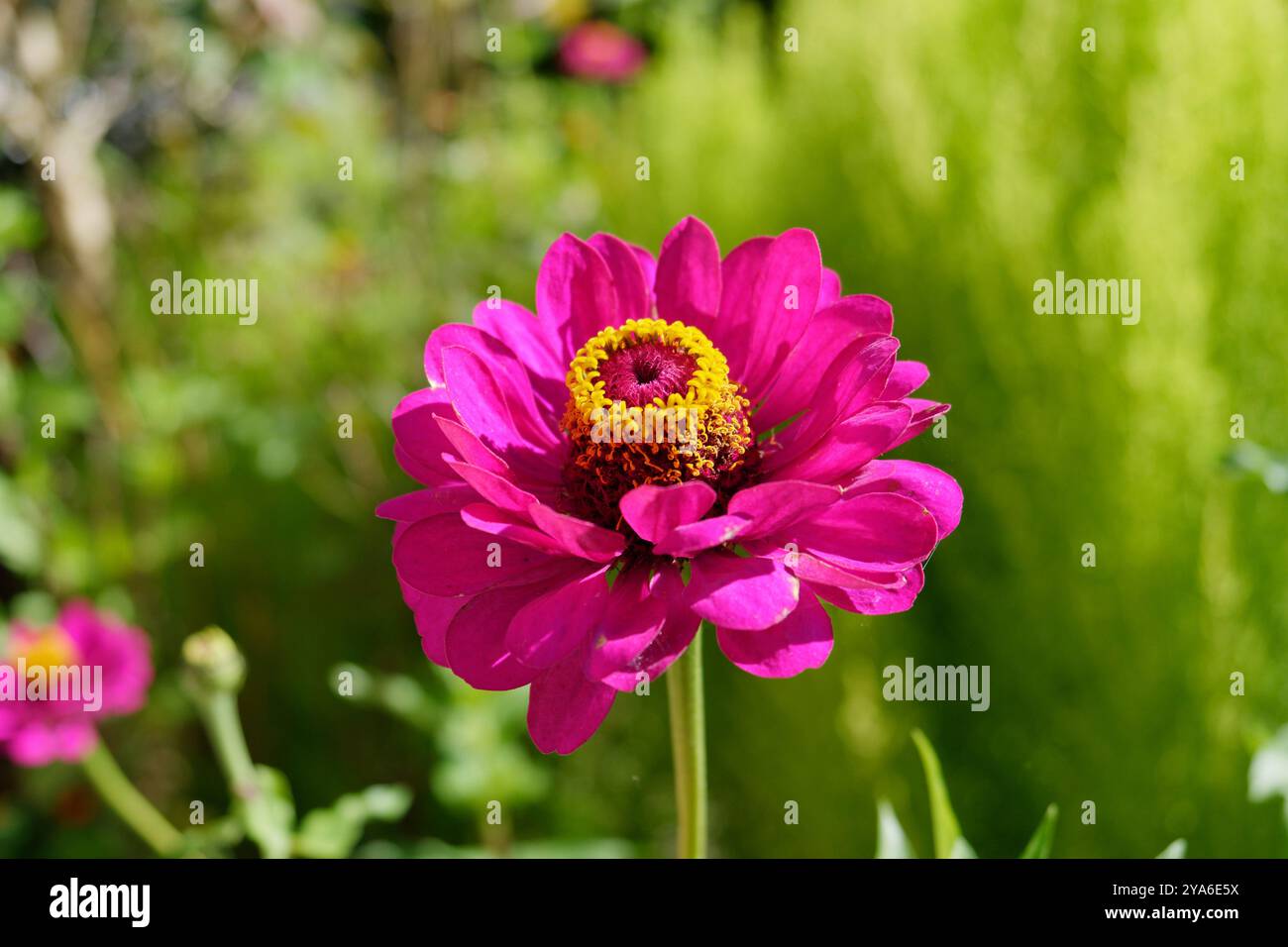 Gros plan de Zinnia elegans 'Purple Prince' Flower Banque D'Images