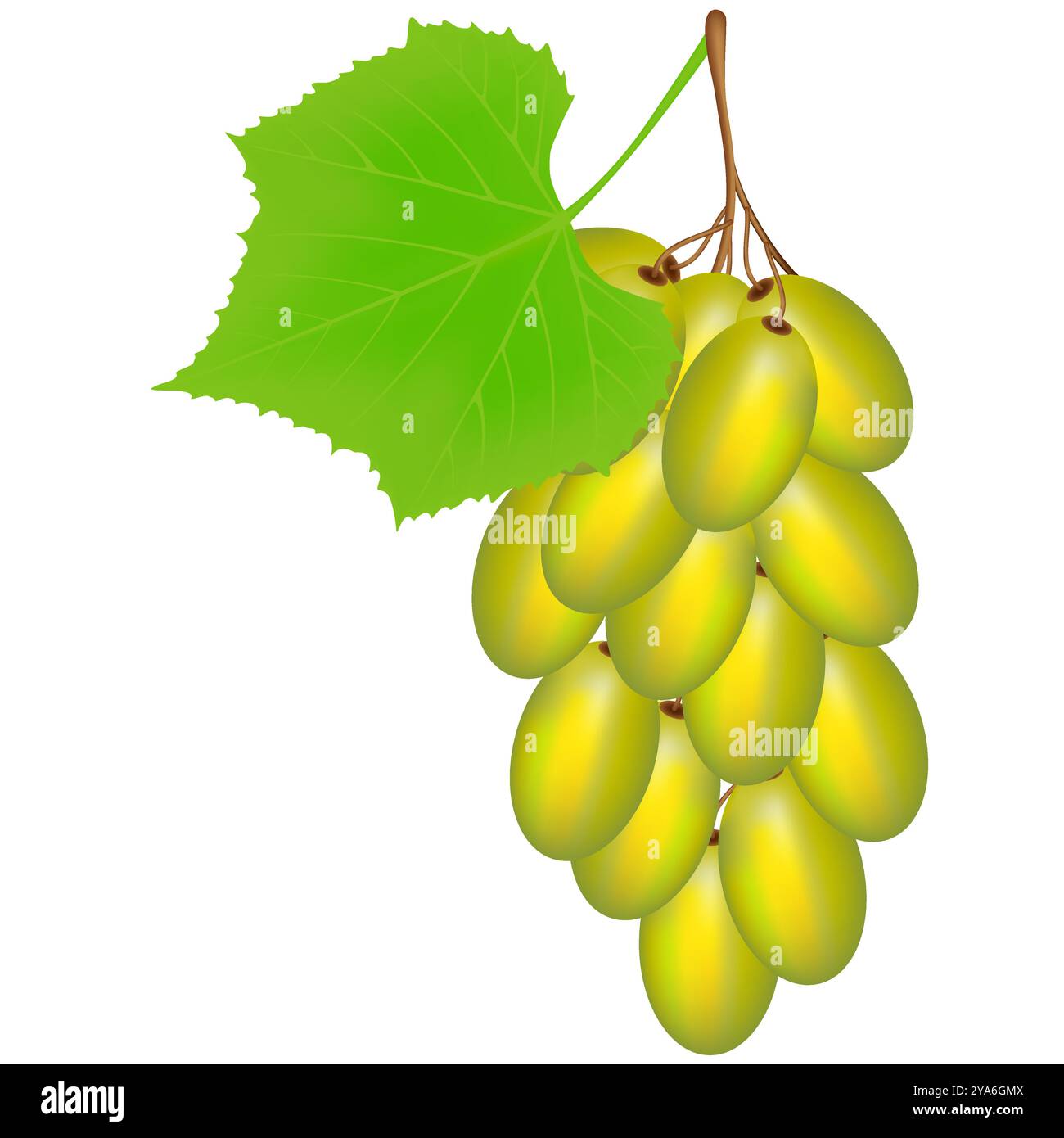 Raisins verts sur fond blanc. Illustration de Vecteur