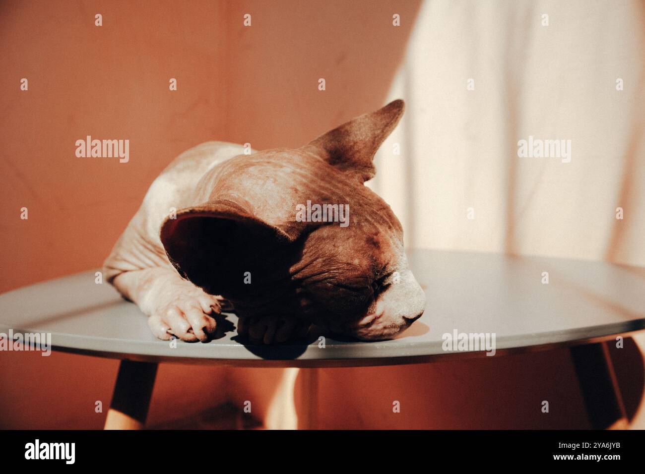 Un chat Sphynx canadien chauve gris dort allongé sur la table avec la tête sur sa patte. Gros plan du museau d'un chat sans poils. Animal hypoallergénique à la maison. Banque D'Images