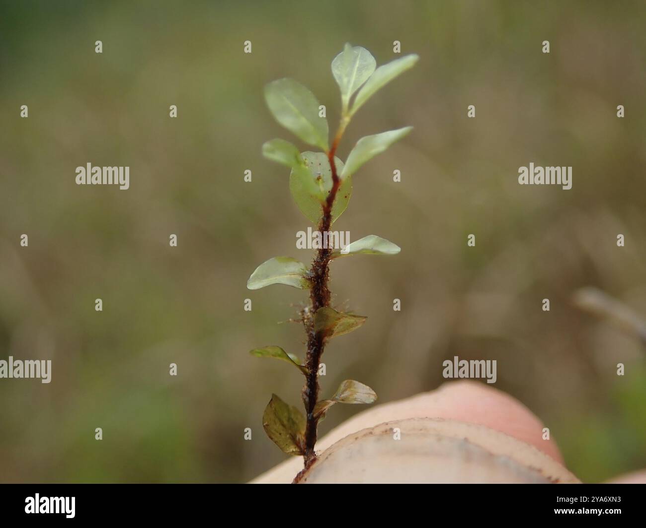 Rhizomnium Moss (Rhizomnium magnifolium) Plantae Banque D'Images