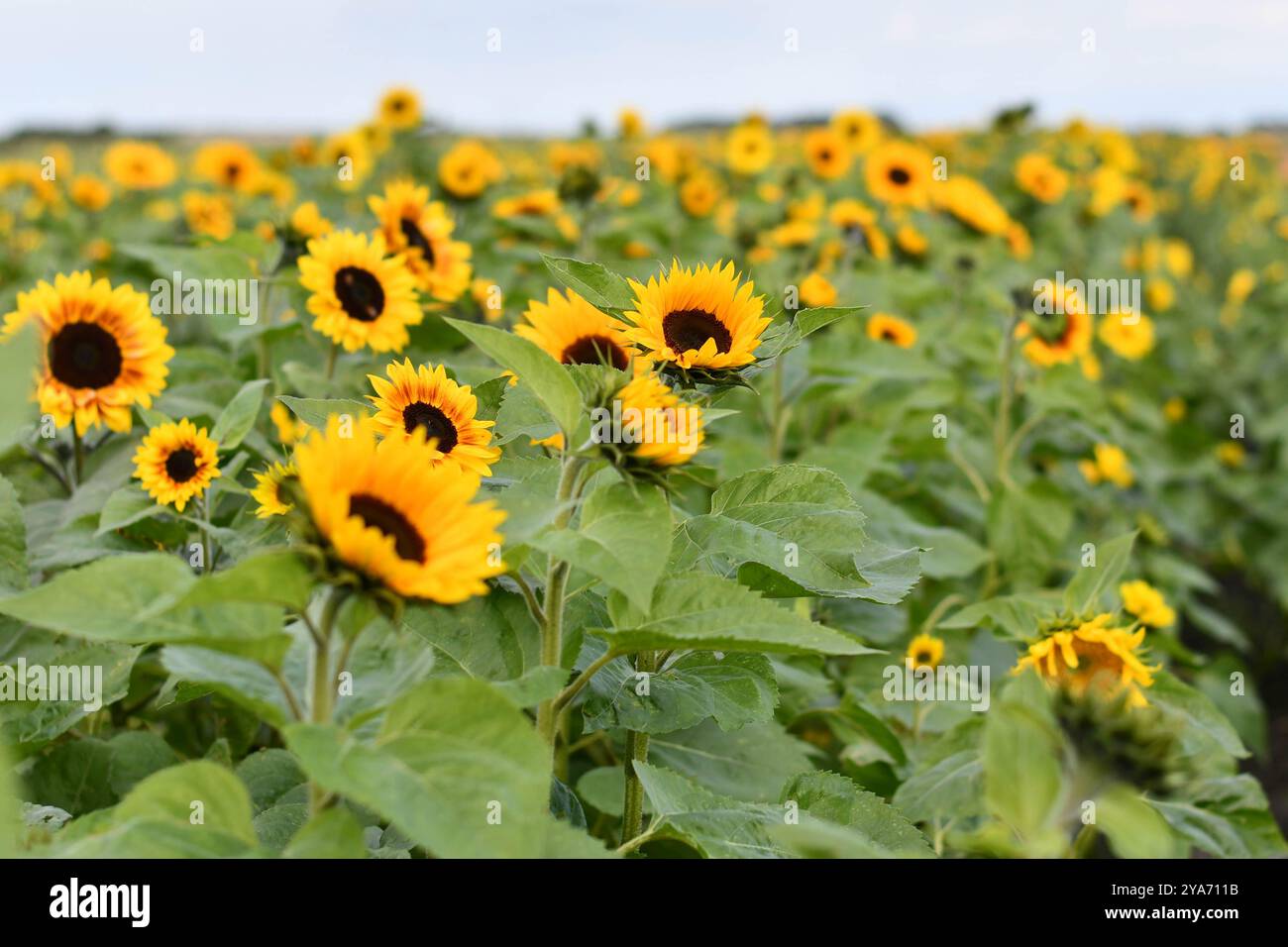 tournesols Banque D'Images