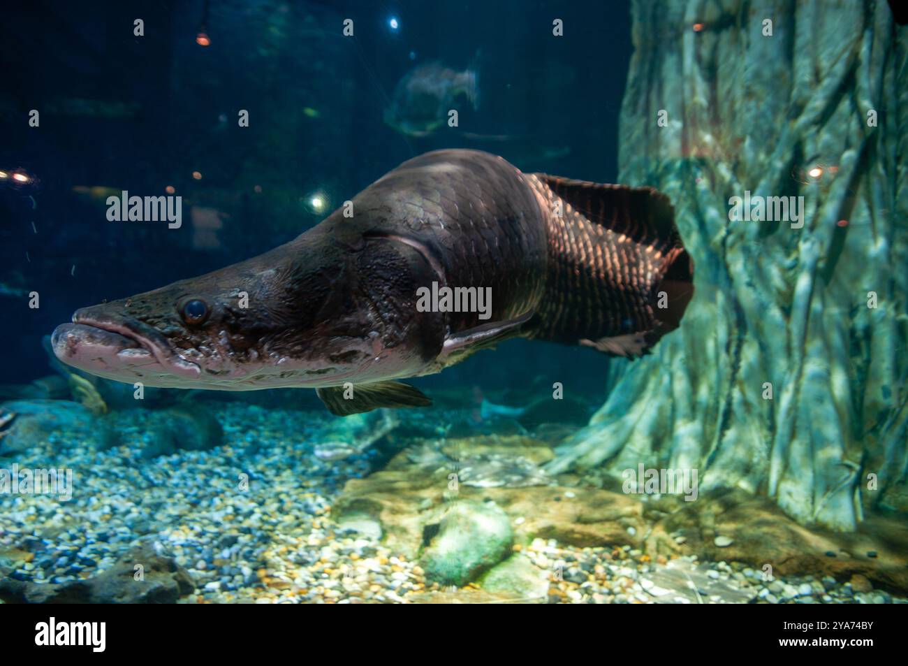 Arapaima gigas, également connu simplement comme Arapaima ou pirarucu dans un grand aquarium Banque D'Images