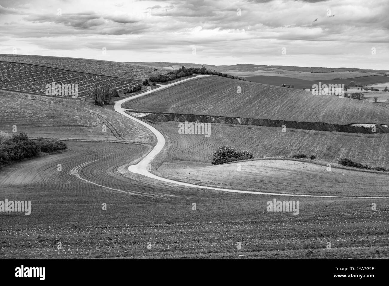 De vastes champs et de douces collines caractérisent le paysage toscan morave en Tchéquie. Une étroite route sinueuse invite à l'exploration à travers ce terrain agricole pittoresque. Banque D'Images