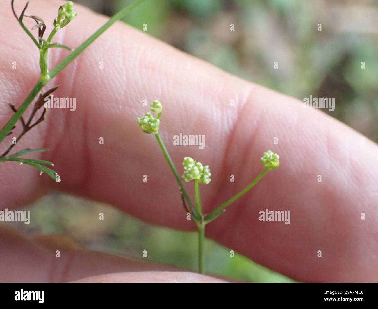 Persil de pierre (Sison amomum) Plantae Banque D'Images