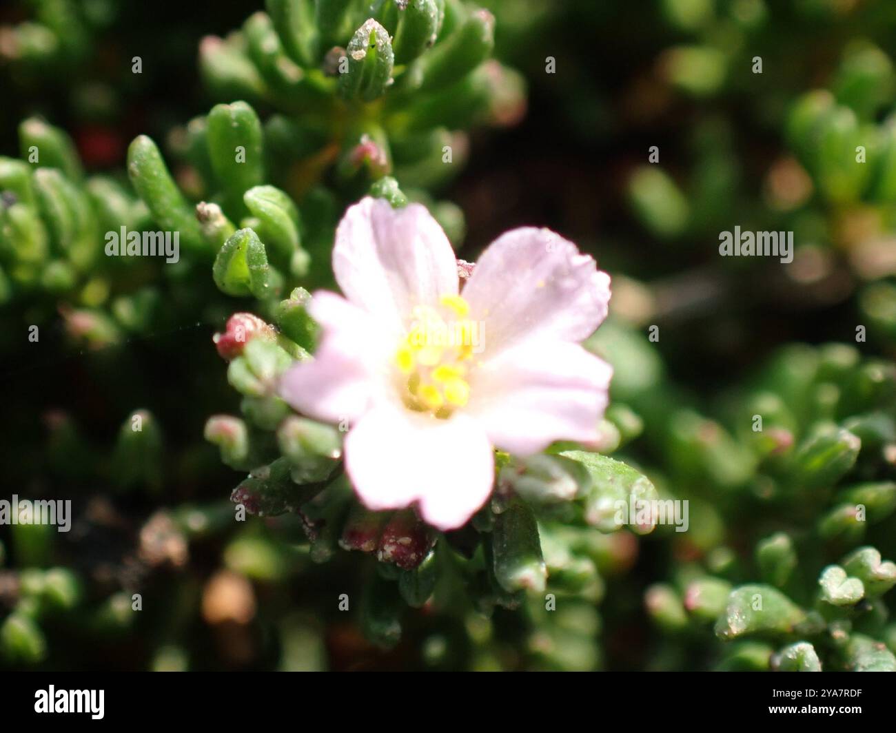 Landes marines (Frankenia laevis) Plantae Banque D'Images