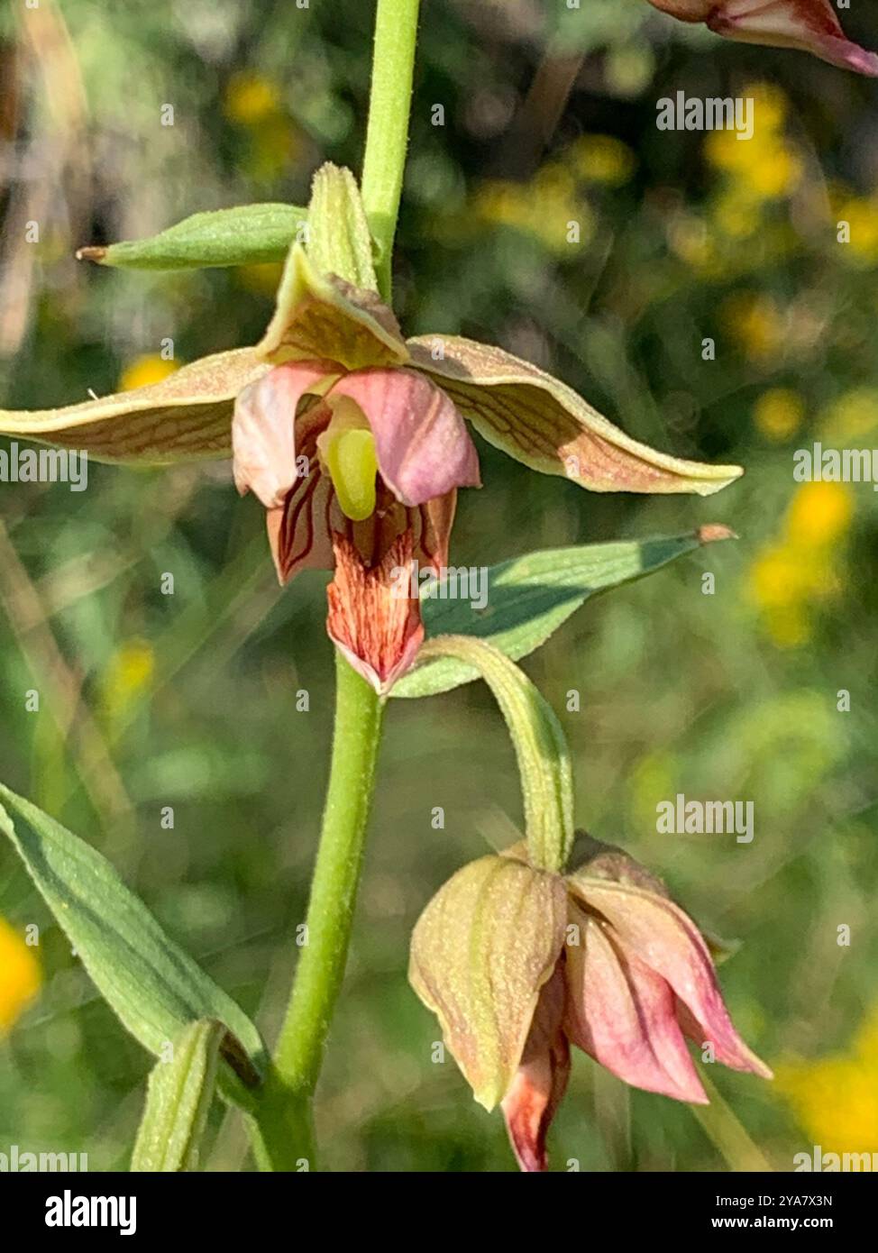 Orchidée de ruisseau (Epipactis gigantea) Plantae Banque D'Images