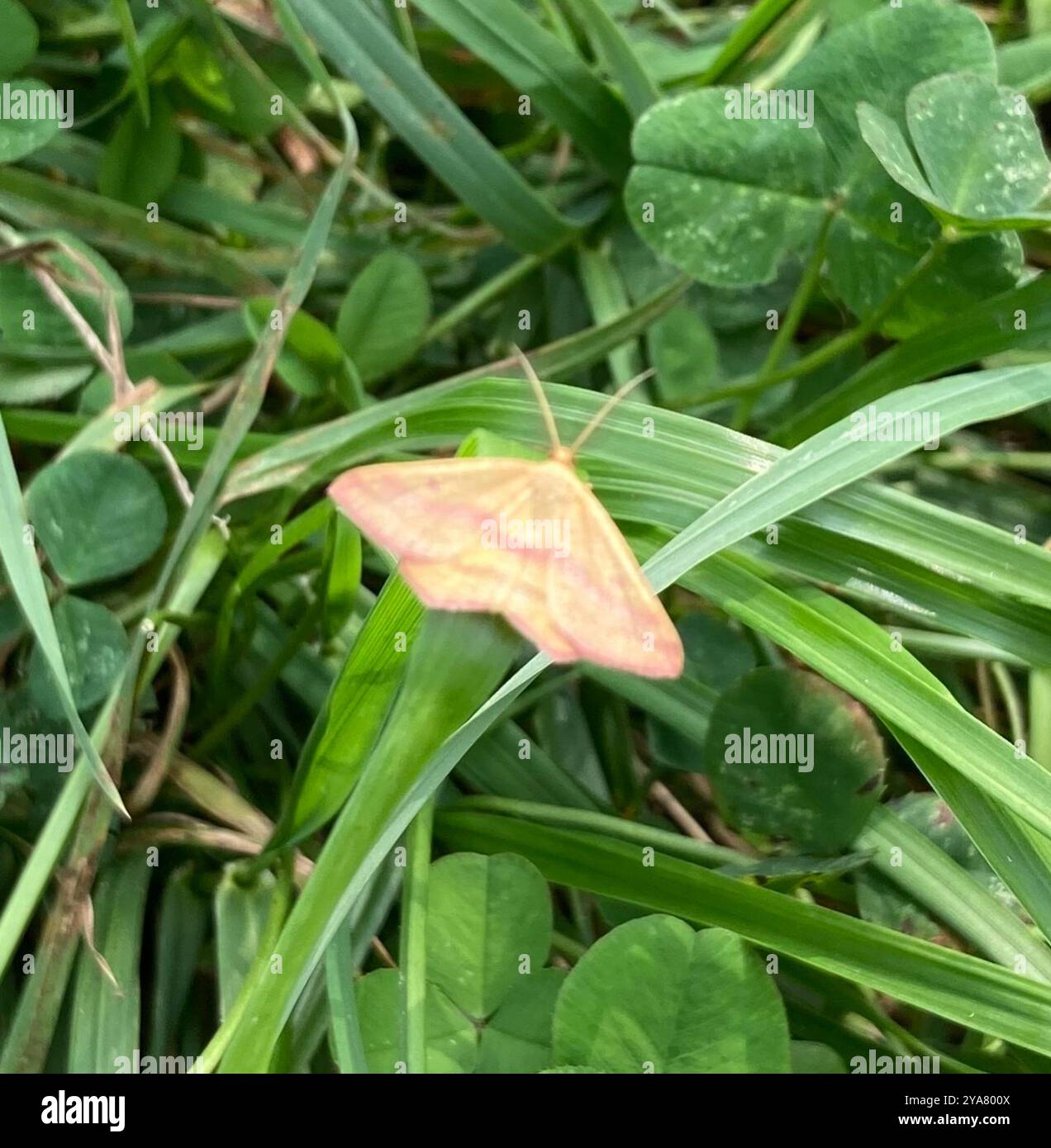 Chiches Geometer Moth (Haematopis grataria) Insecta Banque D'Images