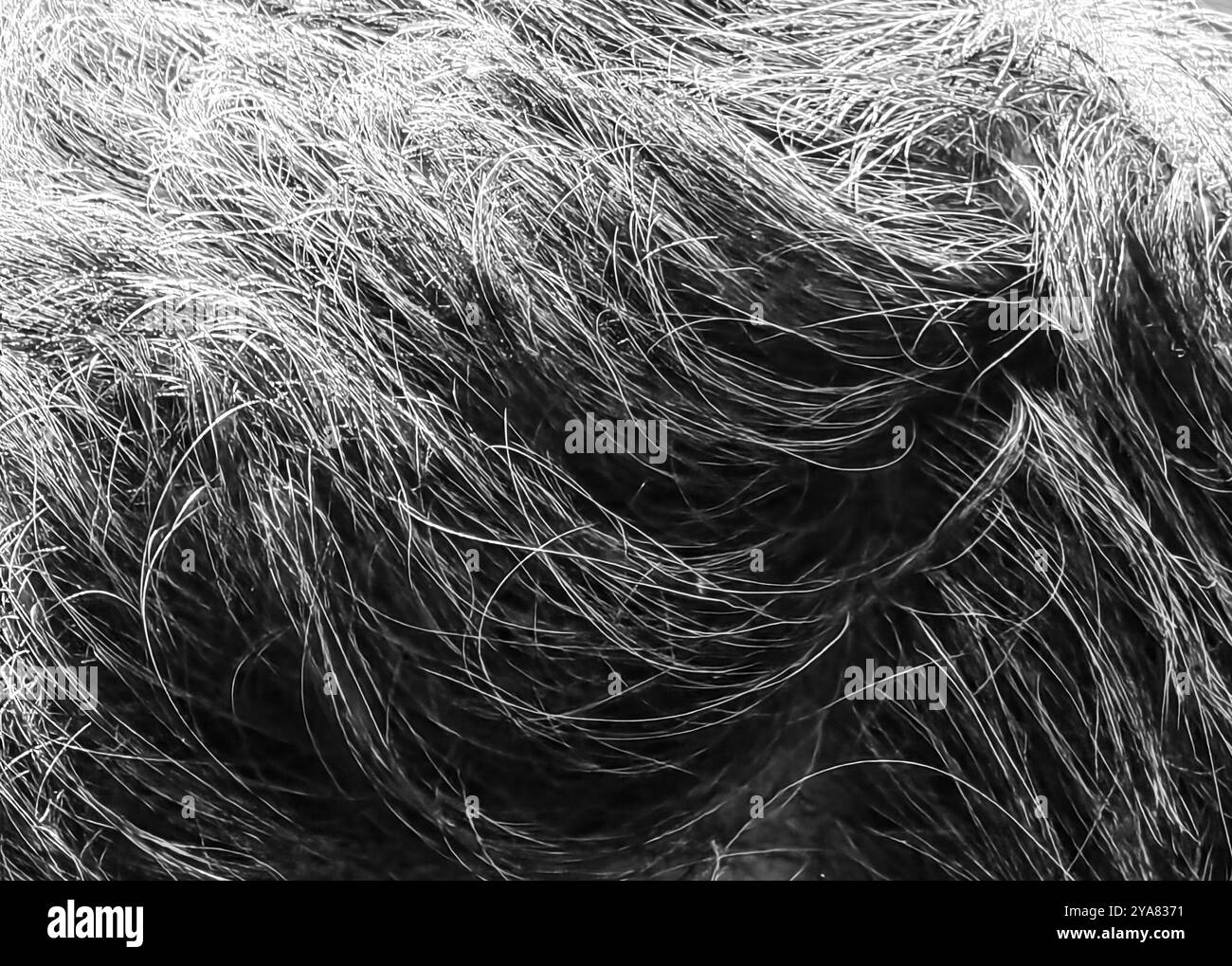 Cheveux gris et noirs : perspective rapprochée d'un homme adulte Banque D'Images