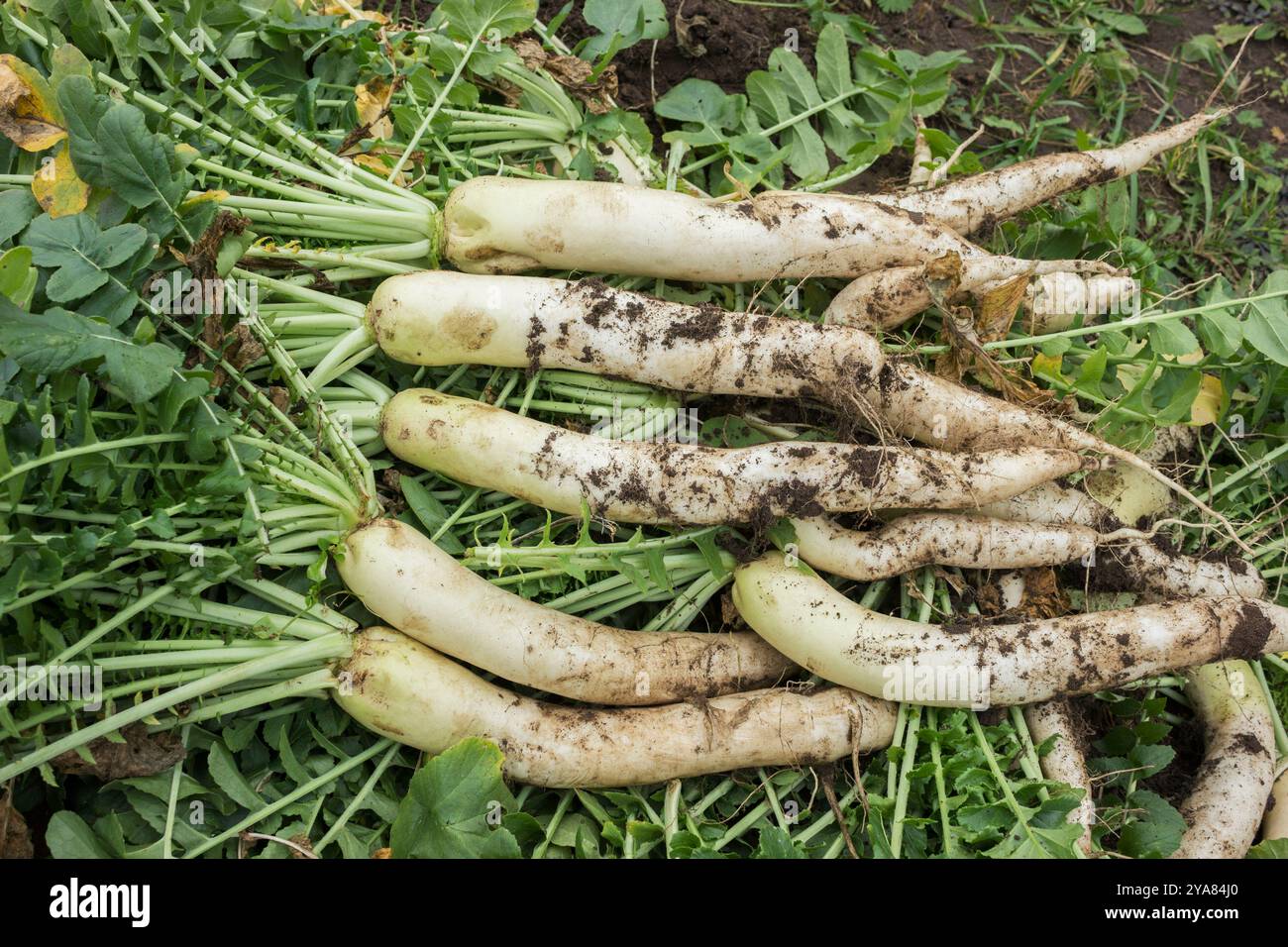Bouquet de légumes frais daikon sales organiques avec des dessus verts sur terre dans le jardin Banque D'Images