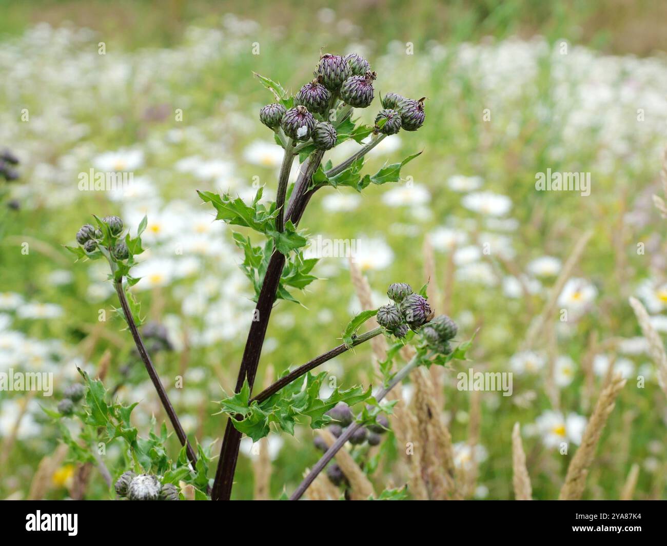 Un chardon de champ par le chemin - un beau motif naturel plein d'anticipation pour la saison de floraison Banque D'Images Un chardon de champ par le chemin - un beau motif naturel plein d'anticipation pour la saison de floraison Banque D'Images