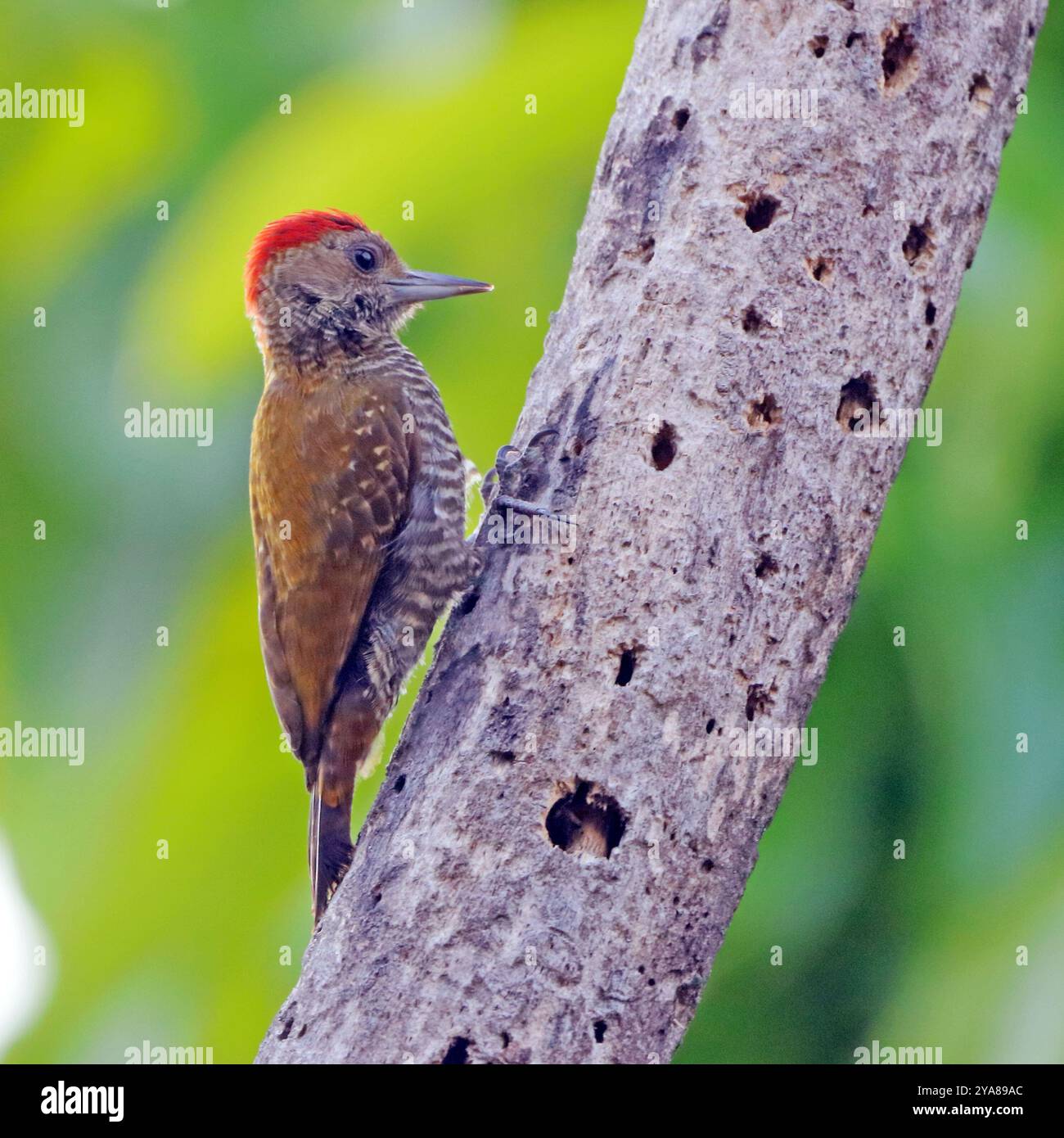 Petit pic des bois (Veniliornis passerinus) mâle, perché sur un tronc percé de trous Banque D'Images