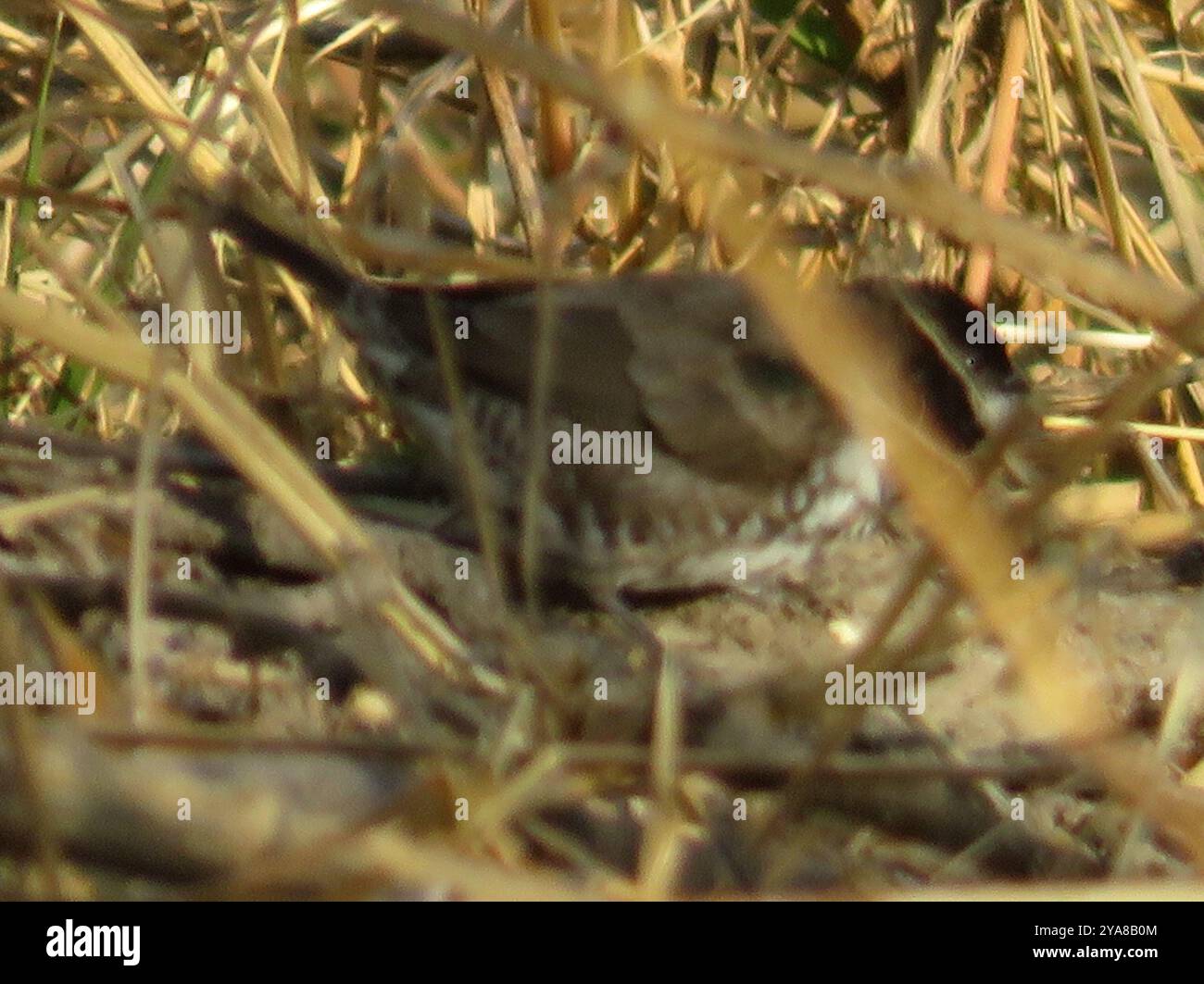Mannikin en bronze (Spermestes cucullata) Aves Banque D'Images