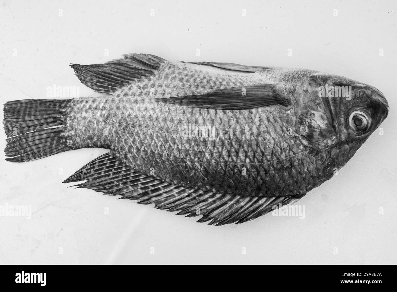 Tilapia (Oreochromis niloticus,) Banque D'Images