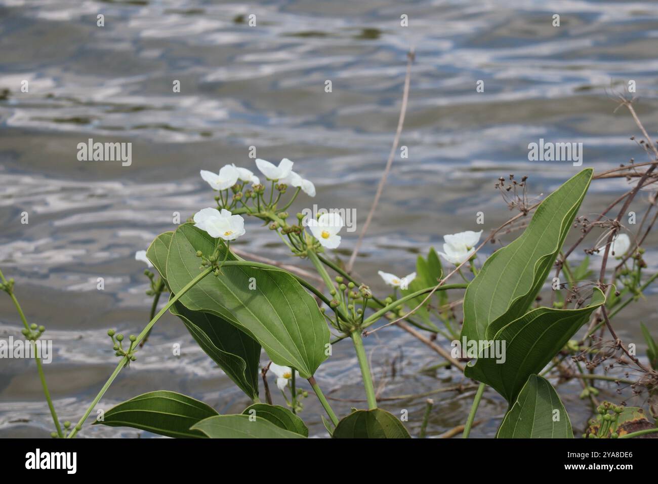 Burhead rampant (Echinodorus cordifolius) Plantae Banque D'Images