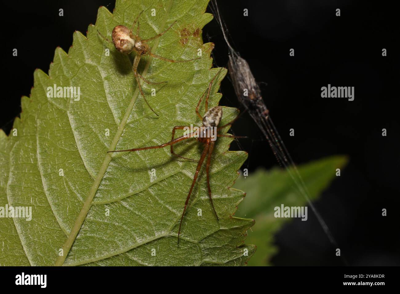 Araignée blindée eurasienne à longue mâchoire (Metellina segmentata) Arachnida Banque D'Images