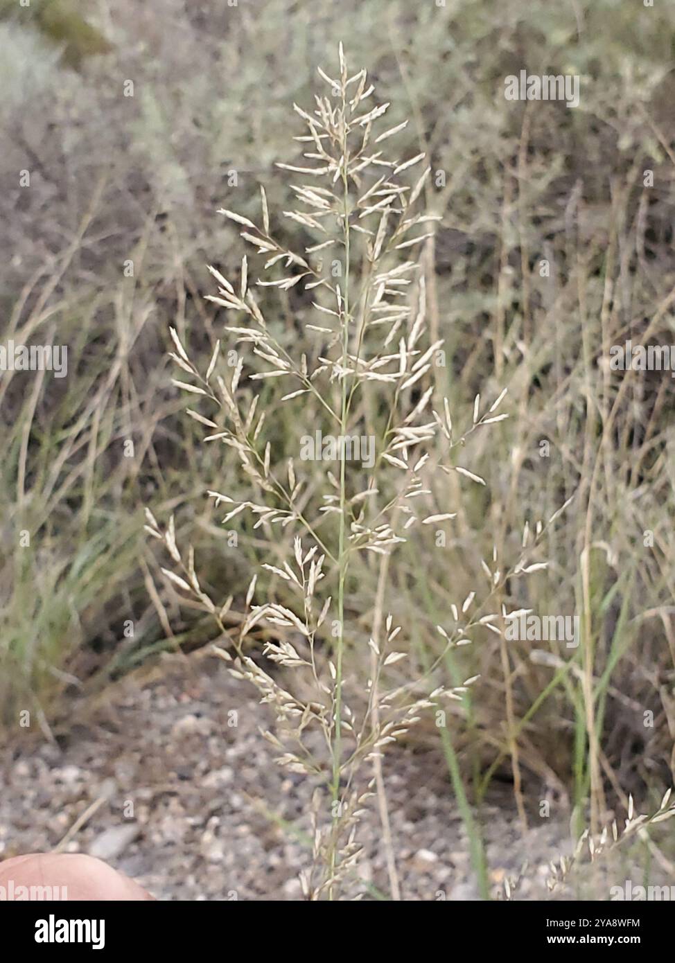 Pâturage de Lehmann (Eragrostis lehmanniana) Plantae Banque D'Images