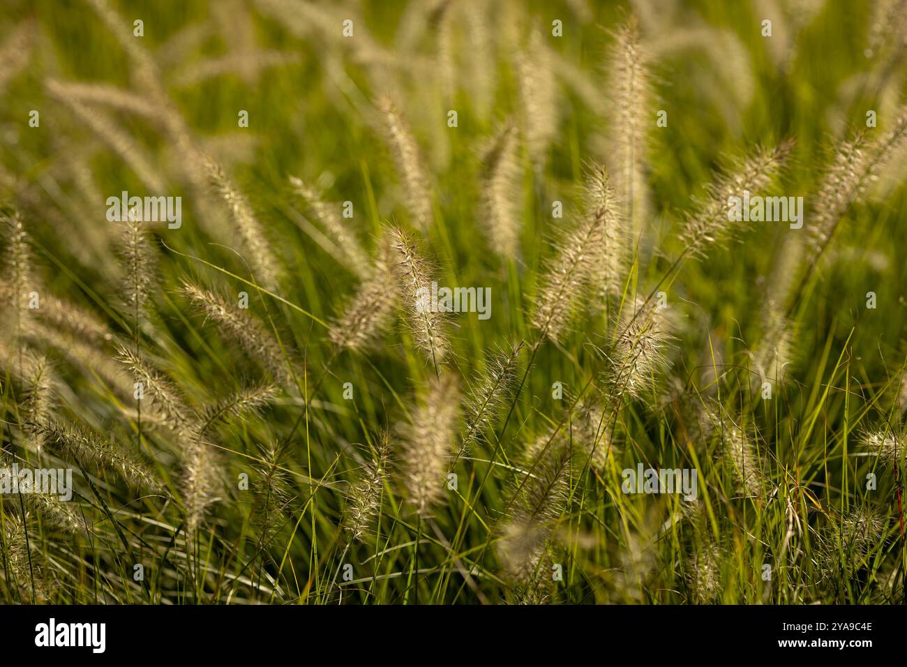 Belle herbe Pennisetum se balançant doucement dans le vent le jour ensoleillé d'automne. Concept de beauté naturelle et environnement extérieur paisible Banque D'Images