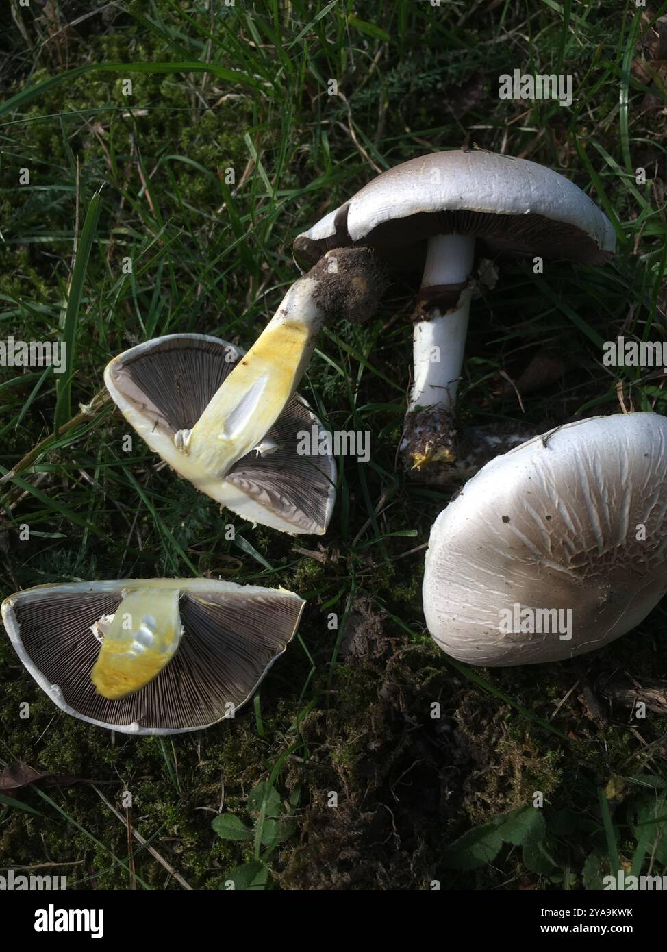 Champignons jaunes (Agaricus xanthodermus) Banque D'Images
