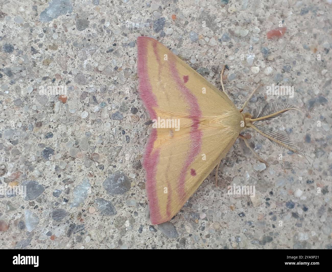 Chiches Geometer Moth (Haematopis grataria) Insecta Banque D'Images