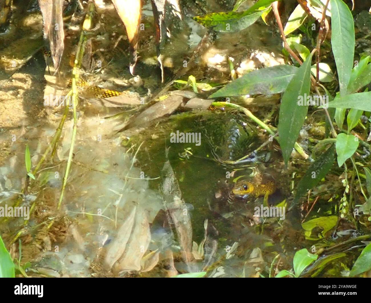 Serpent terrestre militaire (Erythrolamprus miliaris) Reptilia Banque D'Images