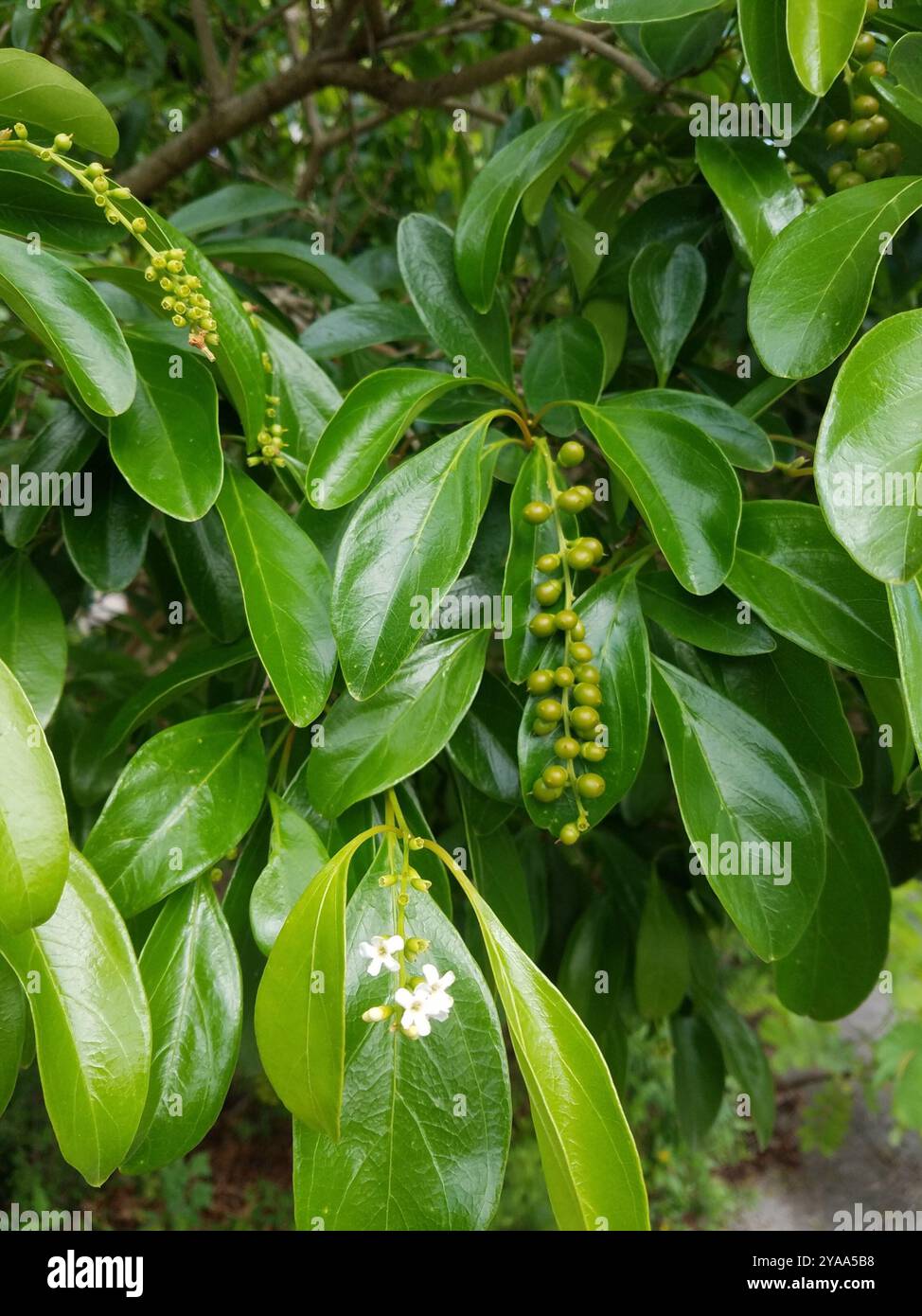 Épineux Fiddlewood (Citharexylum spinosum) Plantae Banque D'Images