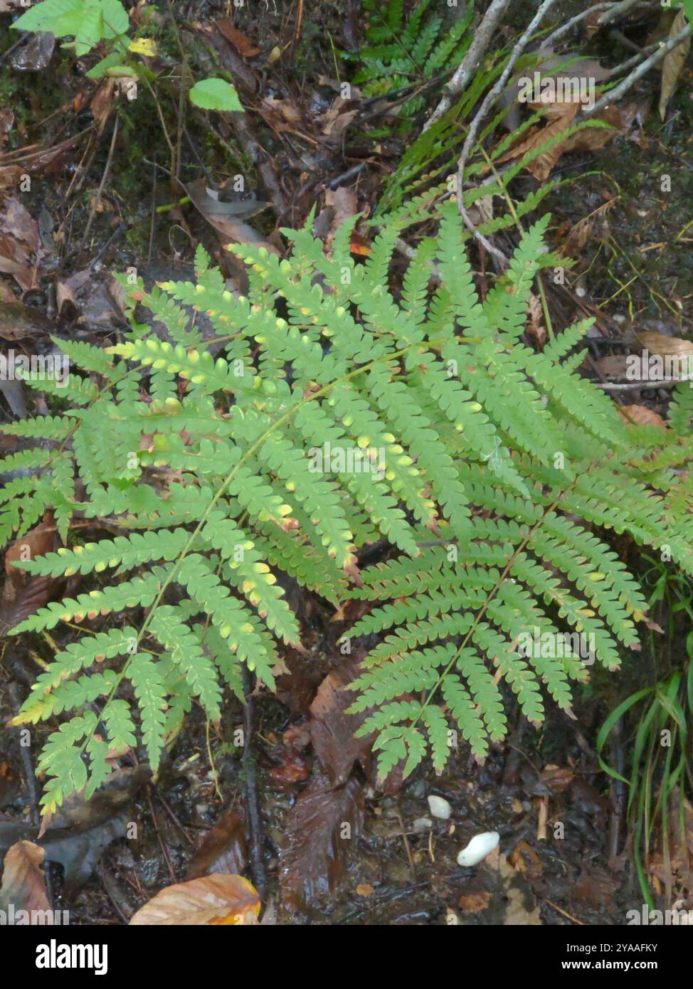 Fougères cannelle (Osmundastrum) Plantae Banque D'Images