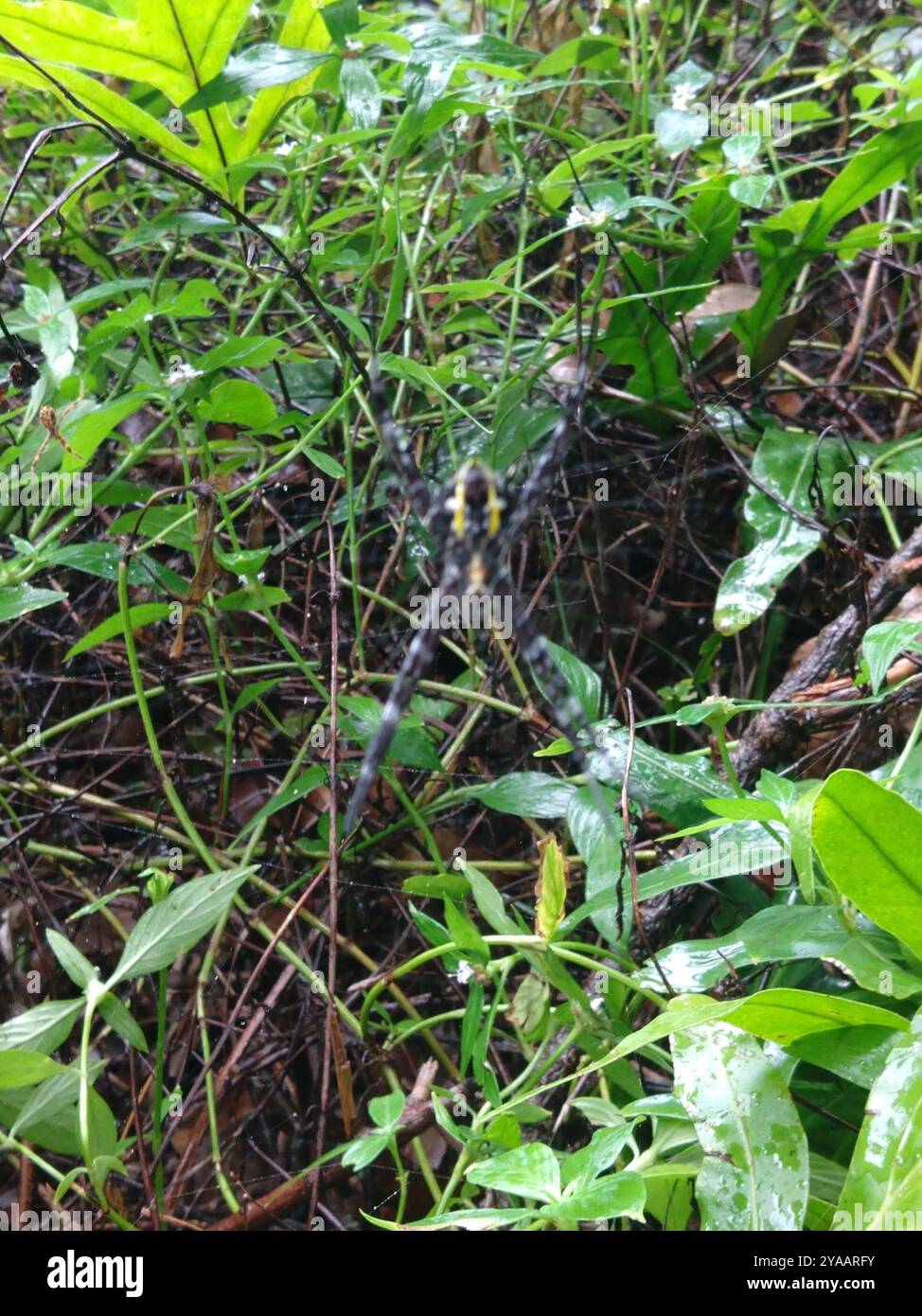 Araignée de jardin hawaïenne (Argiope appensa) Arachnida Banque D'Images