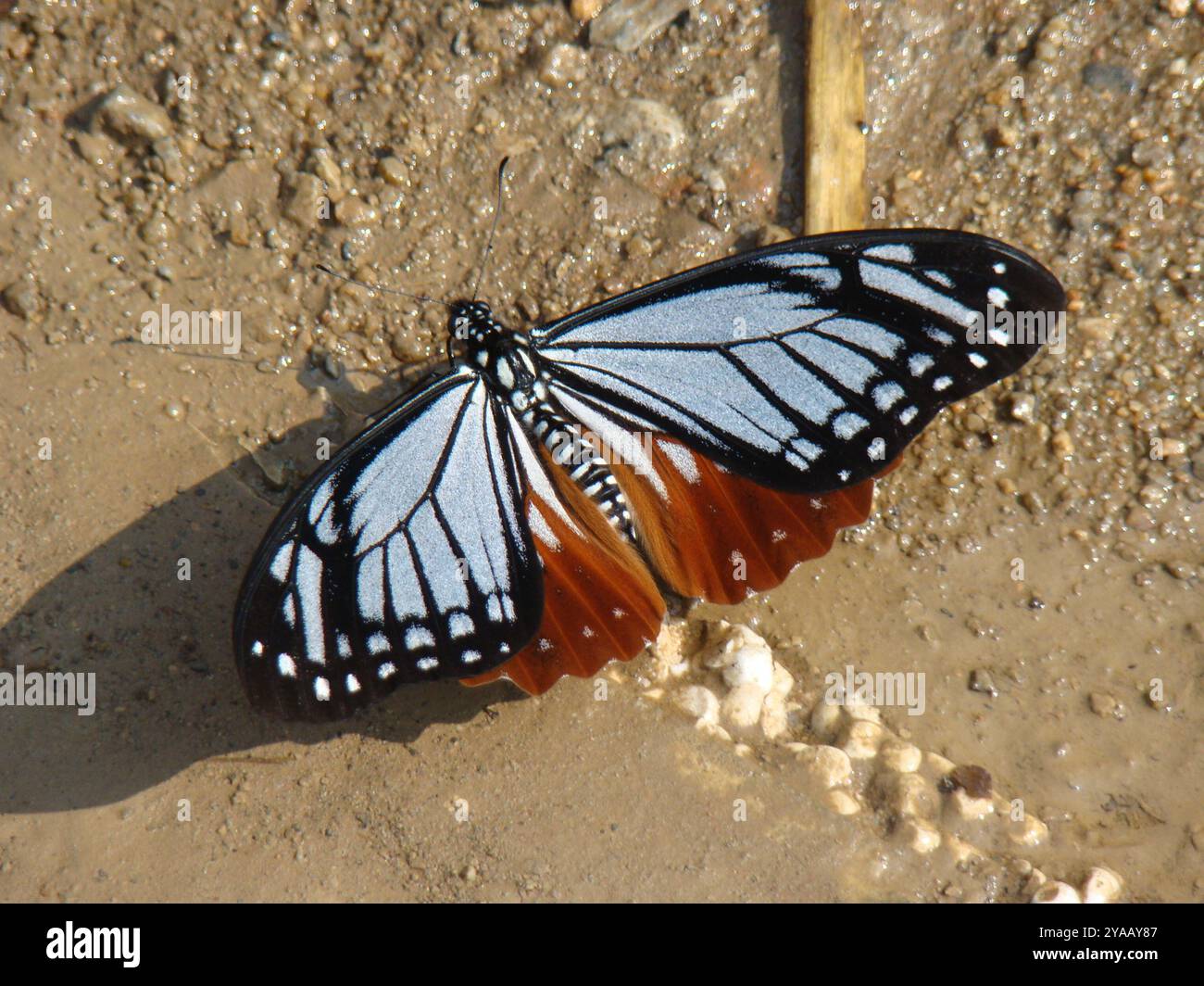 Tawny MIME Swallowtail (Papilio agestor) Insecta Banque D'Images