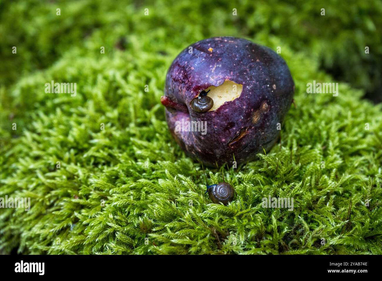 Gros plan de pomme rouge tombée avec un petit escargot se nourrissant dessus, petit morceau mangé dehors, assis sur une plaque verte luxuriante de mousse Banque D'Images