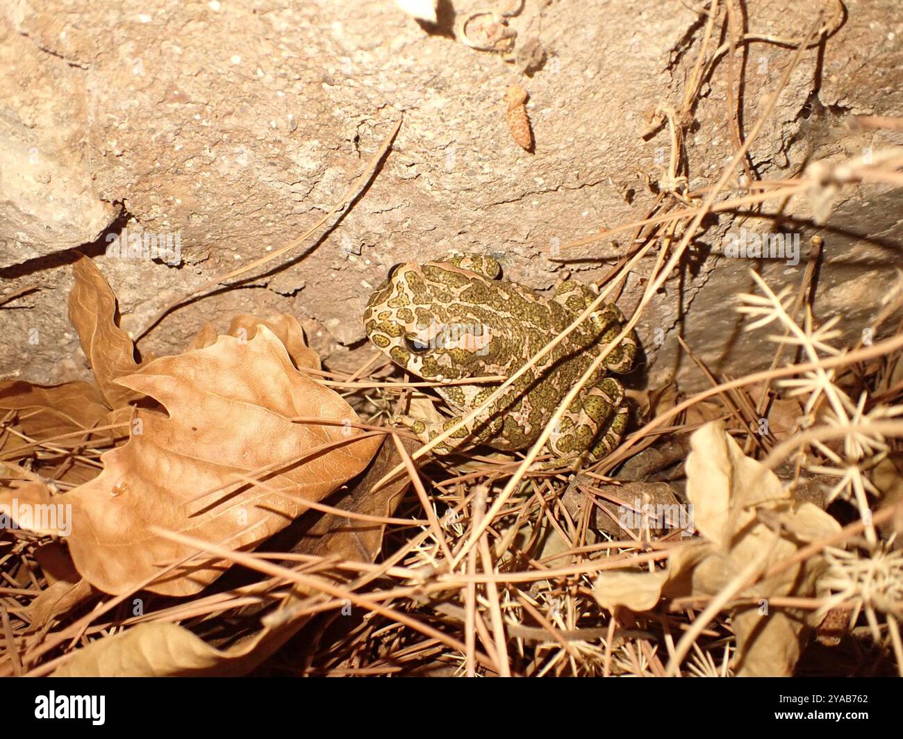 Crapaud variable (Bufotes viridis sitibundus) amphibiens Banque D'Images