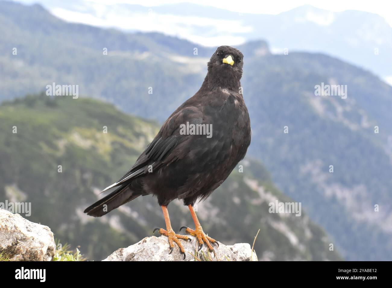 chough alpin (Pyrrhocorax graculus) au sommet de l'Edelweisslahner, cavalier Alm, parc national de Berchtesgaden, Bavière, Allemagne, Europe Banque D'Images