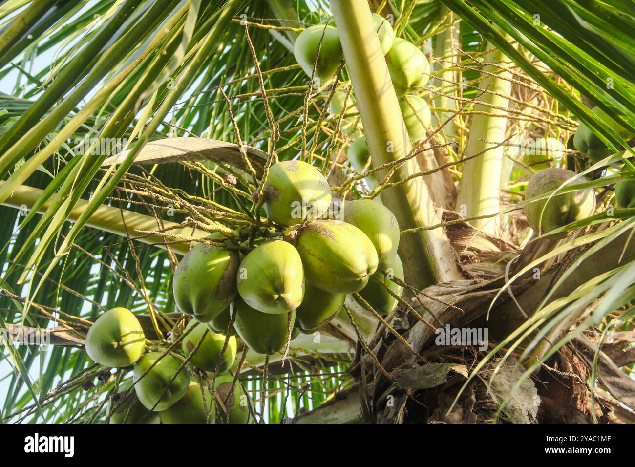 Noix de coco vertes fraîches qui sont encore sur le cocotier et prêtes à être récoltées pour faire des boissons fraîches Banque D'Images
