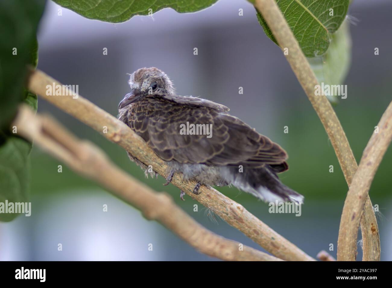 Un bébé pigeon qui est tombé de son nid dans un arbre s'accroche à une branche Banque D'Images