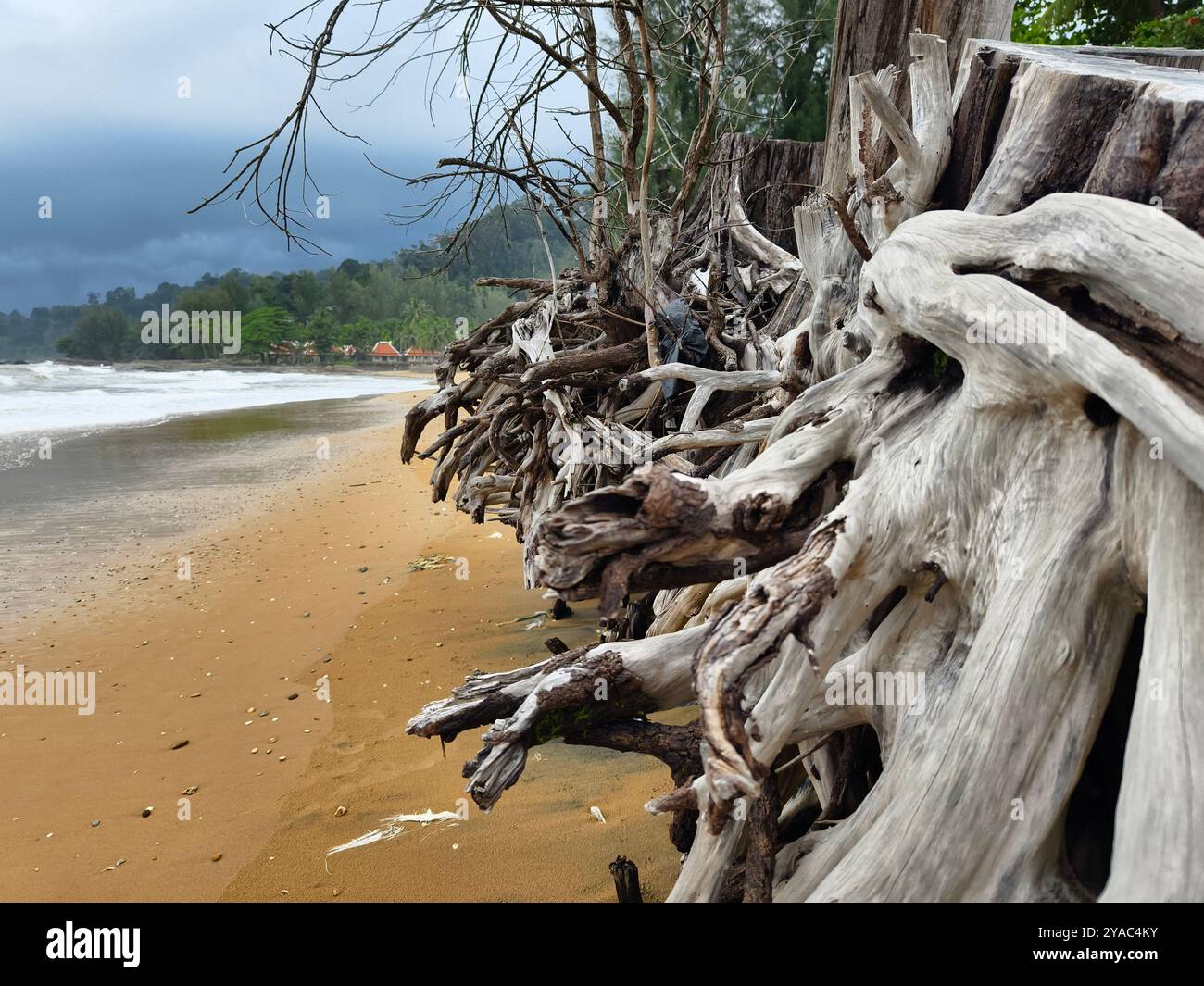 grande pile composée de branches et de brindilles situées sur la plage Banque D'Images