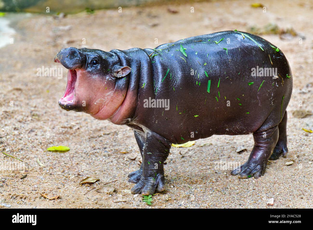 Un hippopotame nain pygmée femelle , Khao Kheow Open Zoo à Chonburi Thaïlande Banque D'Images