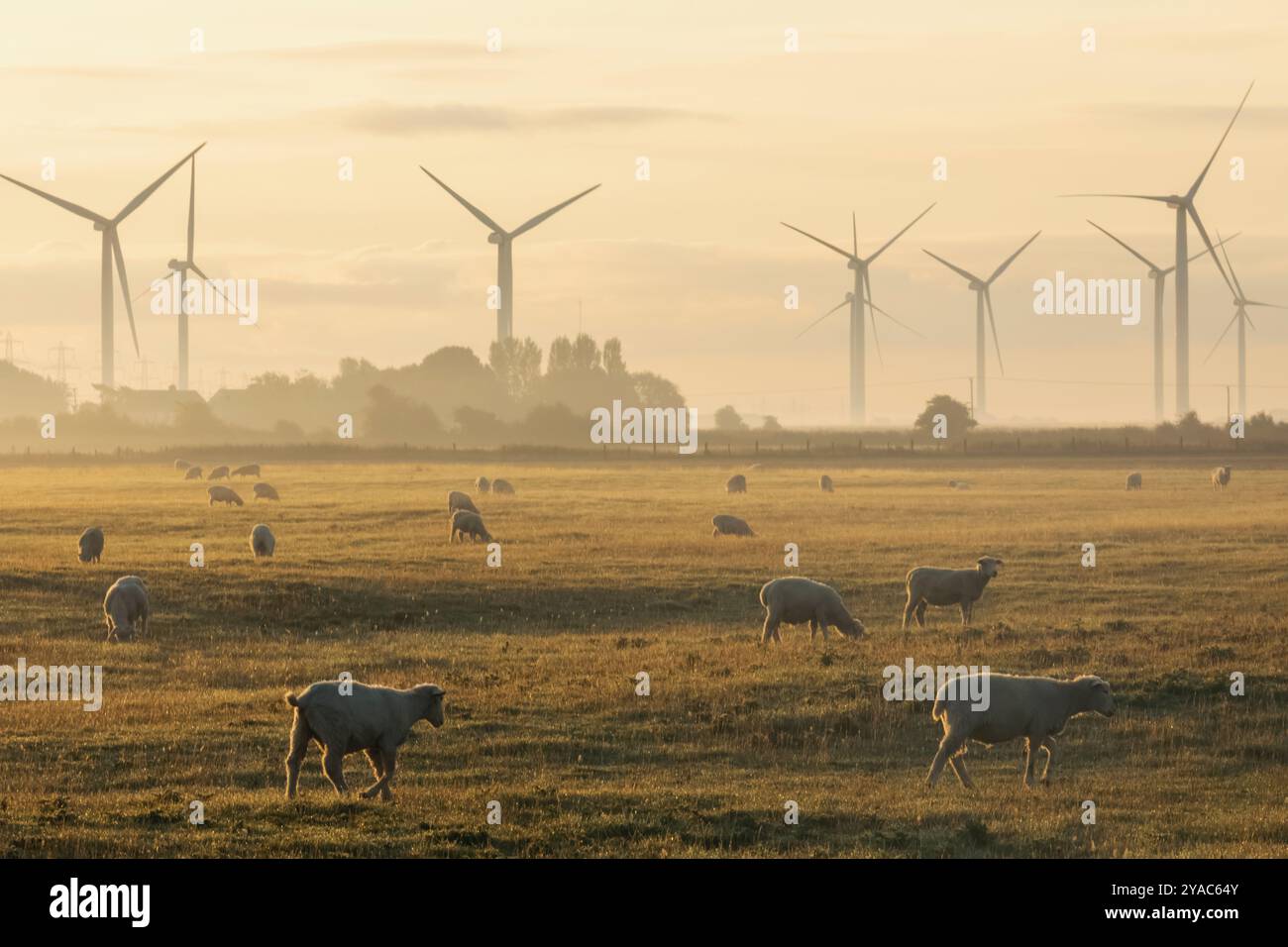 Angleterre, Kent, marais de Romney, éoliennes et moutons Banque D'Images