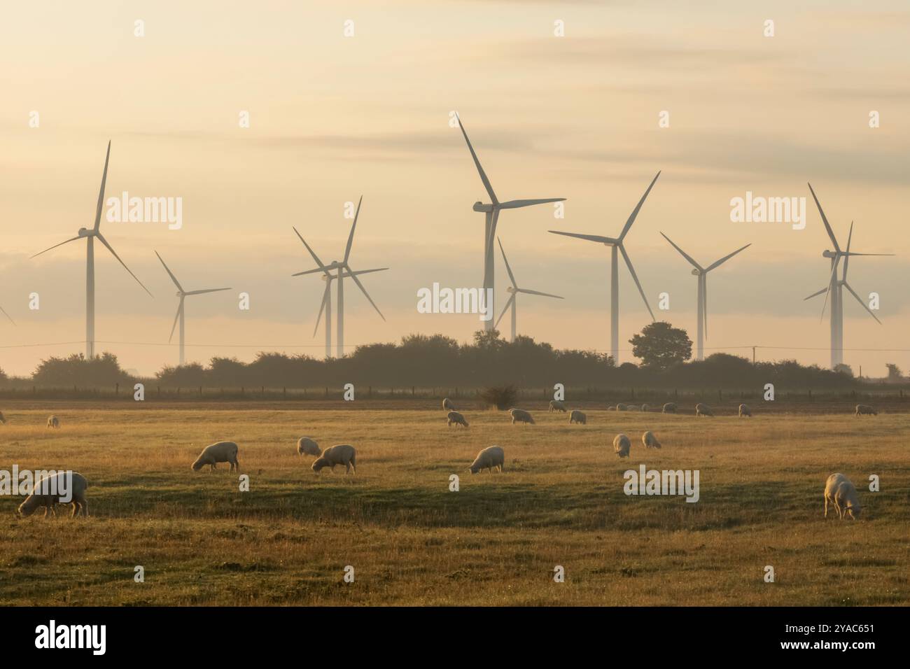 Angleterre, Kent, marais de Romney, éoliennes et moutons Banque D'Images