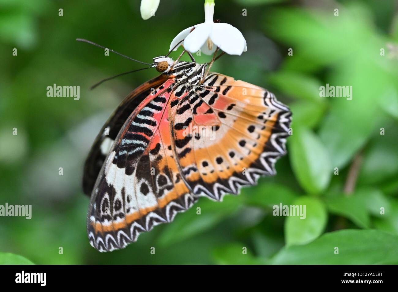 Papillon (Cethosia cyane ou l'heliconiine léopard lacé) accroché sur une petite fleur blanche dans le jardin à Singapour, en Asie Banque D'Images