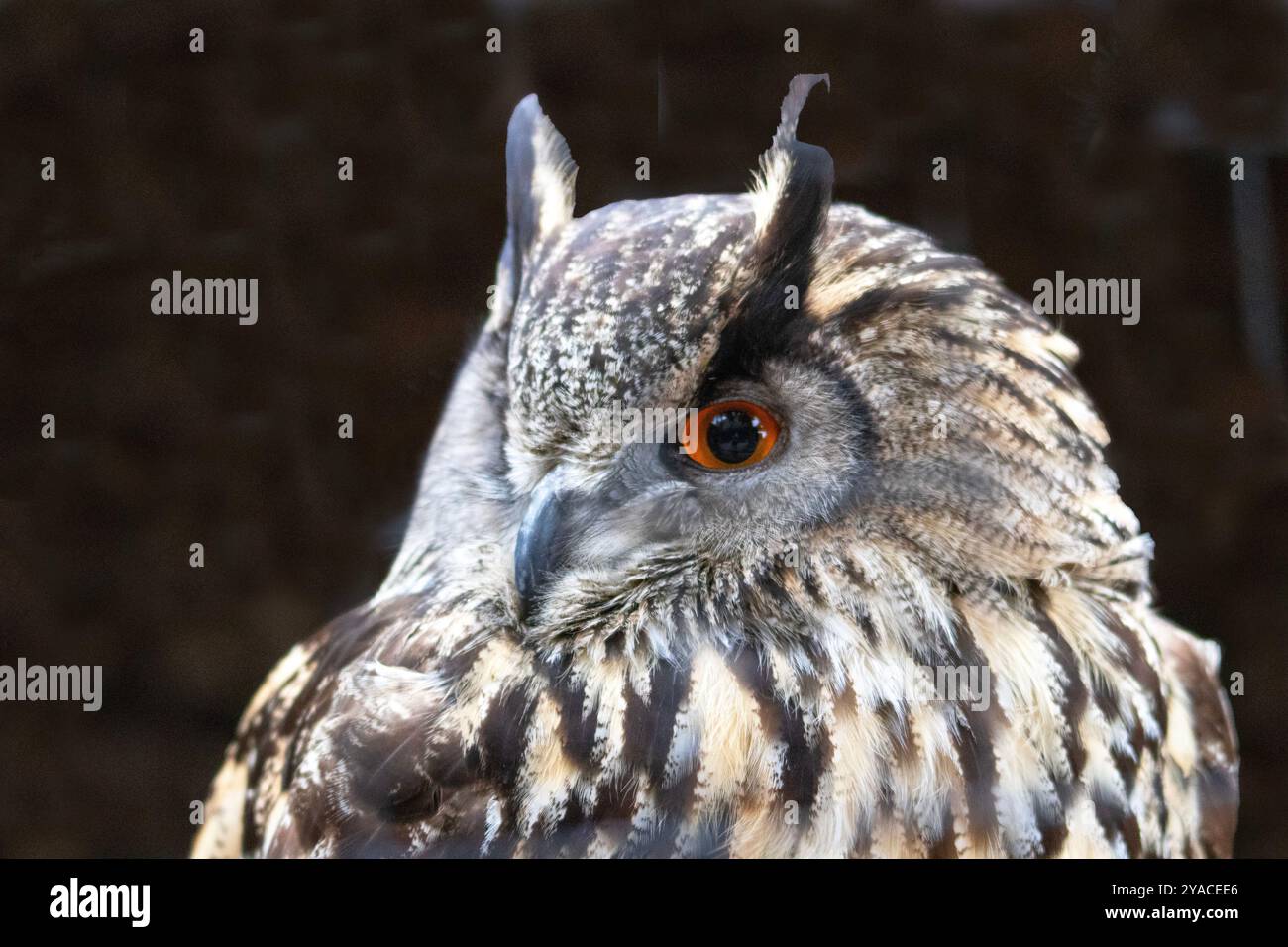 Portrait en gros plan d'un aigle-hibou de face Banque D'Images