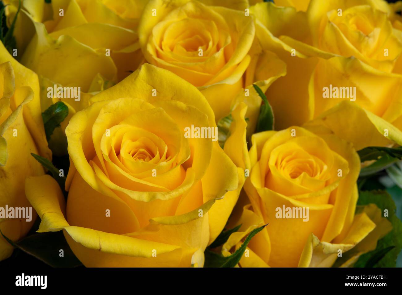 Un superbe affichage de roses jaunes fraîches est habilement arrangé, rayonnant de chaleur et de bonheur pour tout événement spécial ou célébration. Banque D'Images