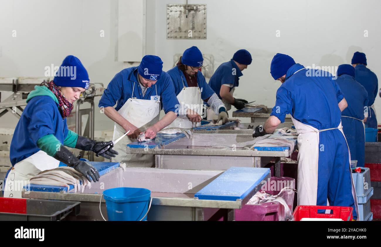 Les transformateurs de poisson au travail en Écosse Banque D'Images