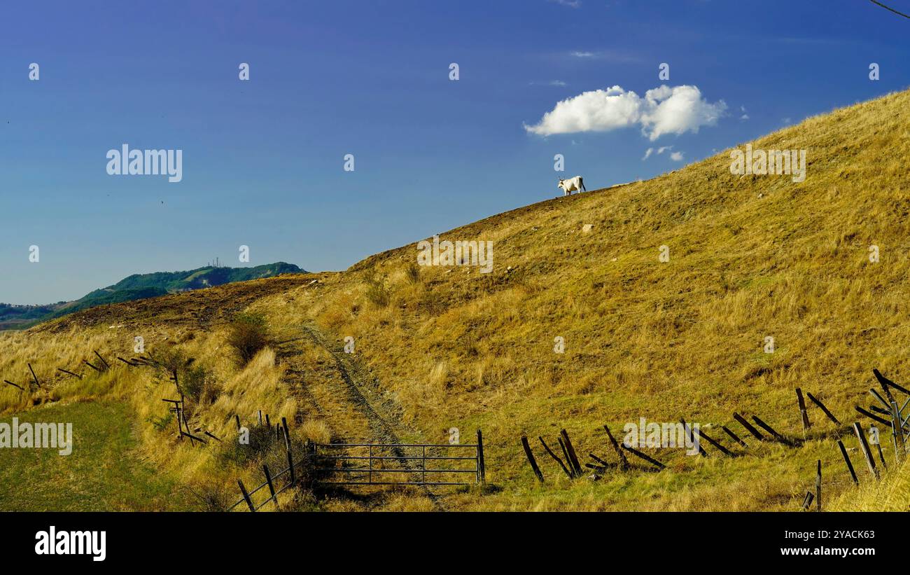 Panorama des collines et ravins émiliens avec des spécimens de vaches Modenese Bianca Banque D'Images