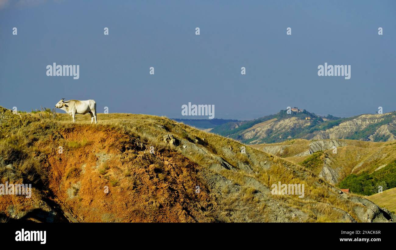 Panorama des collines et ravins émiliens avec des spécimens de vaches Modenese Bianca Banque D'Images