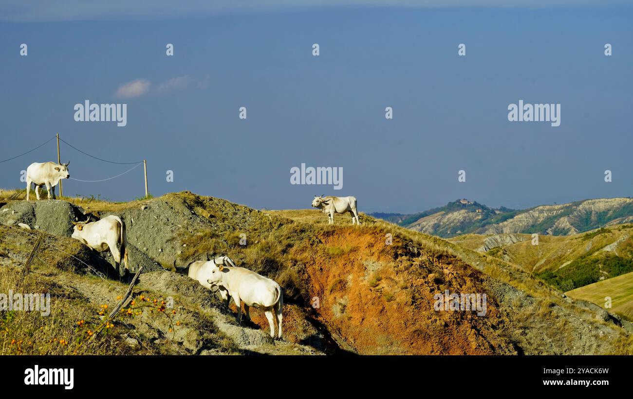 Panorama des collines et ravins émiliens avec des spécimens de vaches Modenese Bianca Banque D'Images